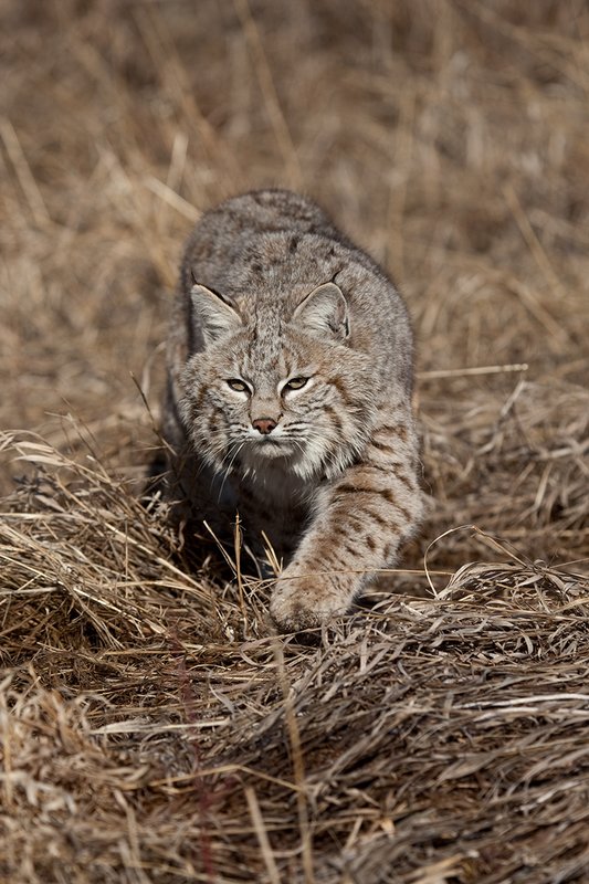 ©TC-Bobcat-D0090-00840.jpg :: Adult Male Bobcat alertly stalking prey through tall grass