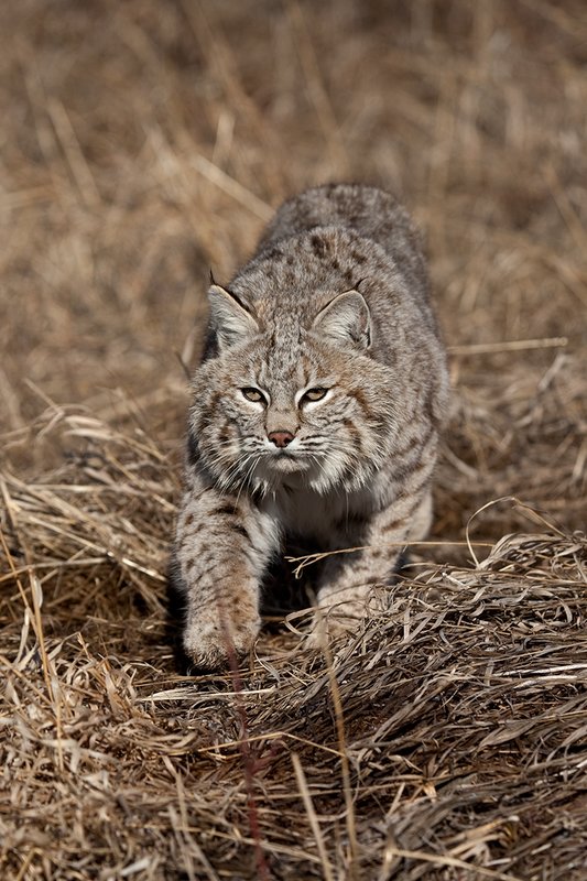 ©TC-Bobcat-D0090-00843.jpg :: Adult Male Bobcat alertly stalking prey through tall grass