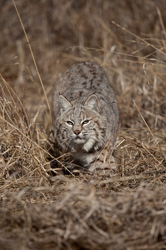 ©TC-Bobcat-D0090-00848.jpg :: Adult Male Bobcat alertly stalking prey through tall grass