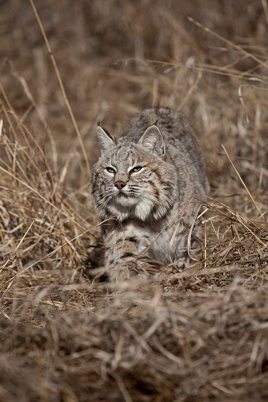 ©TC-Bobcat-D0090-00850.jpg :: Adult Male Bobcat alertly stalking prey through tall grass