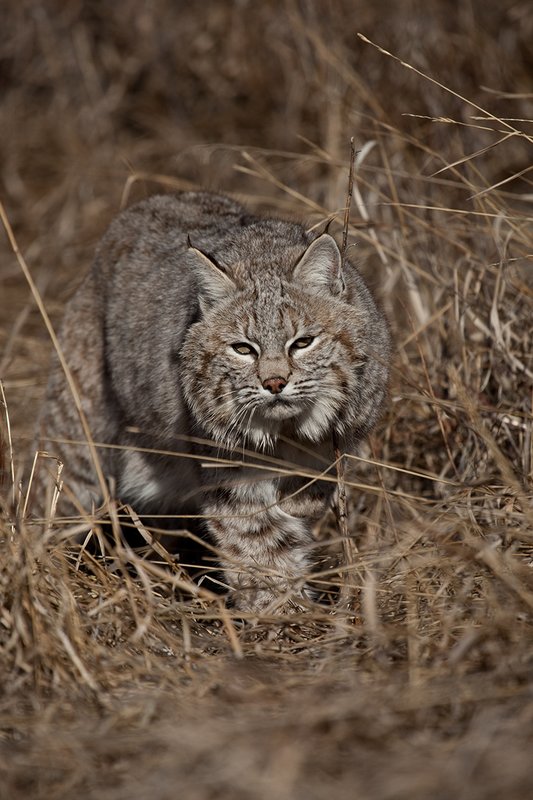 ©TC-Bobcat-D0090-00851.jpg :: Adult Male Bobcat alertly stalking prey through tall grass