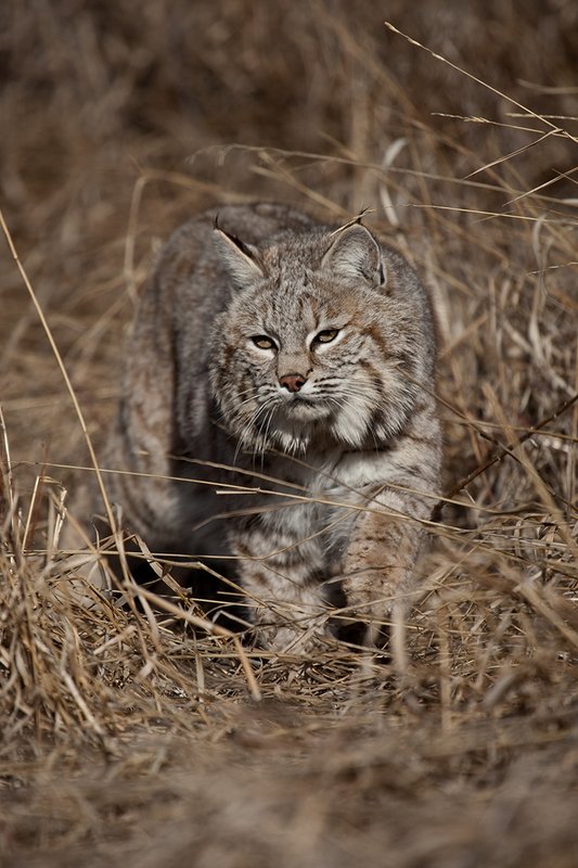 ©TC-Bobcat-D0090-00852.jpg :: Adult Male Bobcat alertly stalking prey through tall grass