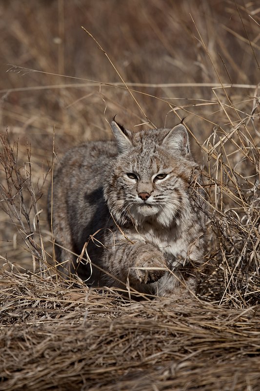 ©TC-Bobcat-D0090-00858.jpg :: Adult Male Bobcat alertly stalking prey through tall grass