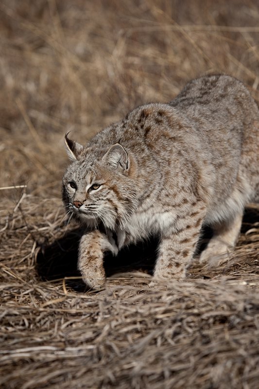 ©TC-Bobcat-D0090-00861.jpg :: Adult Male Bobcat alertly stalking prey through tall grass