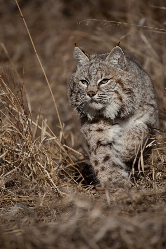 ©TC-Bobcat-D0090-00864.jpg :: Adult Male Bobcat alertly stalking prey through tall grass