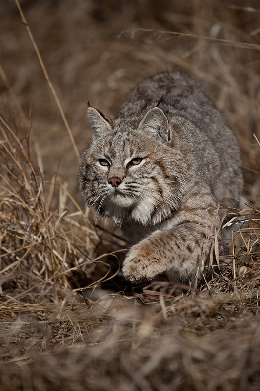 ©TC-Bobcat-D0090-00865.jpg :: Adult Male Bobcat alertly stalking prey through tall grass