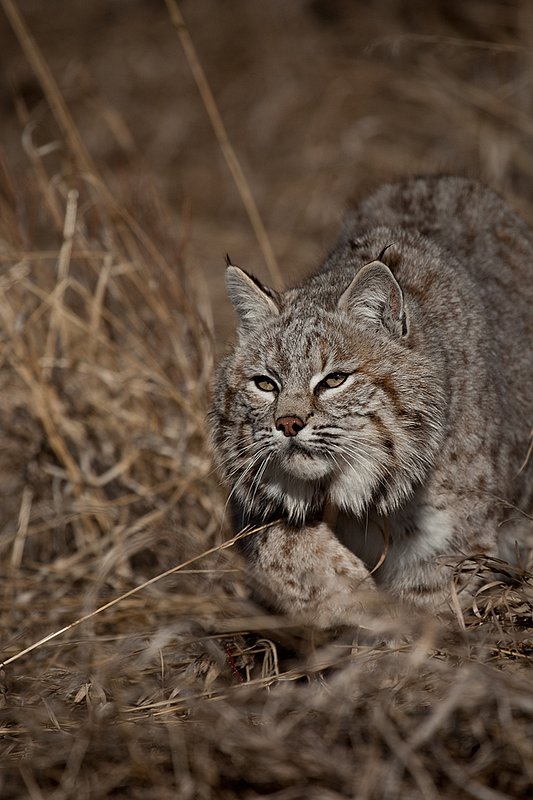 ©TC-Bobcat-D0090-00867.jpg :: Adult Male Bobcat alertly stalking prey through tall grass