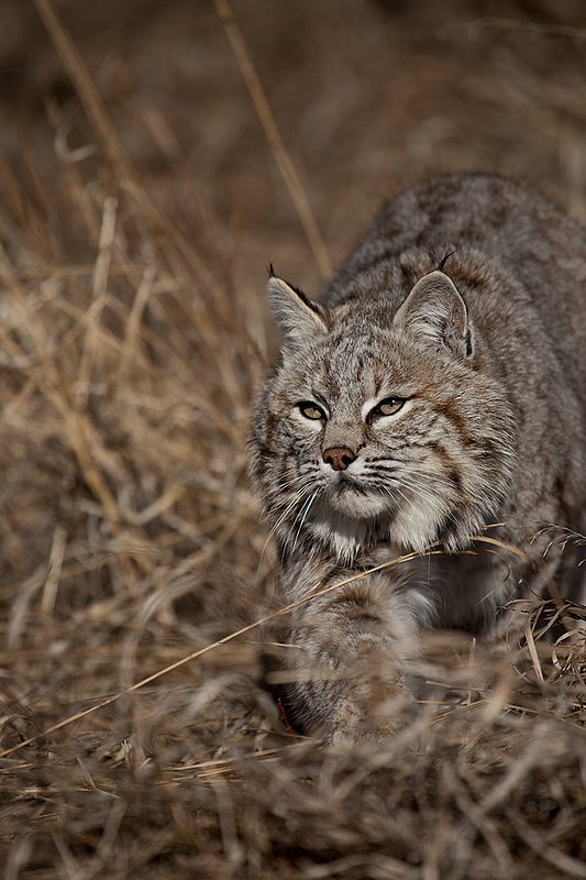 ©TC-Bobcat-D0090-00868.jpg :: Adult Male Bobcat alertly stalking prey through tall grass