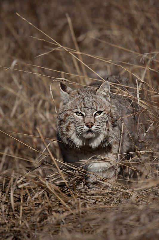 ©TC-Bobcat-D0090-00874.jpg :: Adult Male Bobcat alertly stalking prey through tall grass