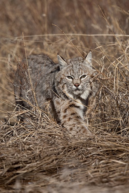 ©TC-Bobcat-D0090-00875.jpg :: Adult Male Bobcat alertly stalking prey through tall grass