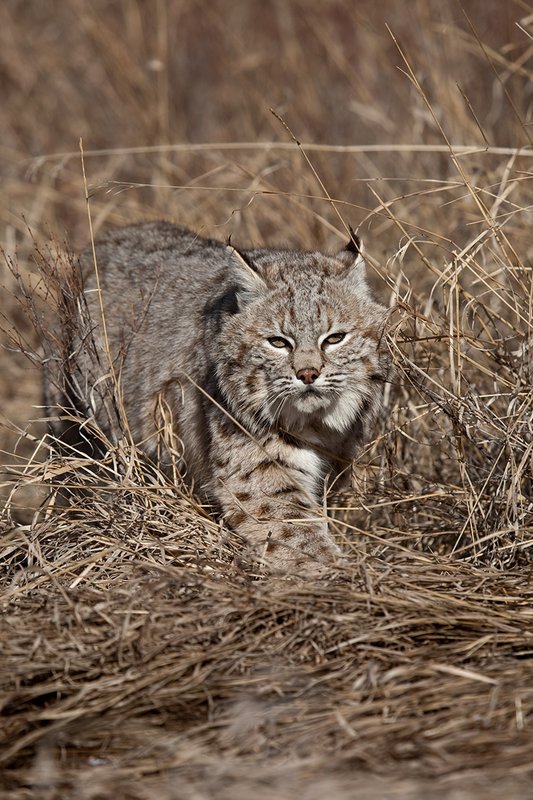 ©TC-Bobcat-D0090-00876.jpg :: Adult Male Bobcat alertly stalking prey through tall grass