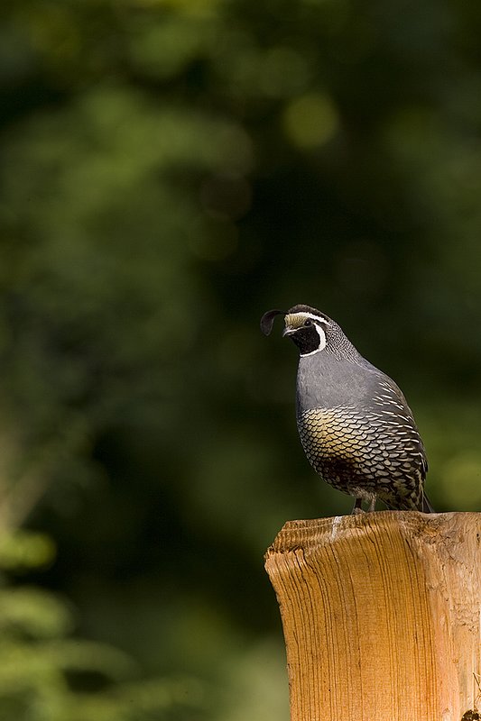 ©TC-California Quail-D00771-00002.jpg