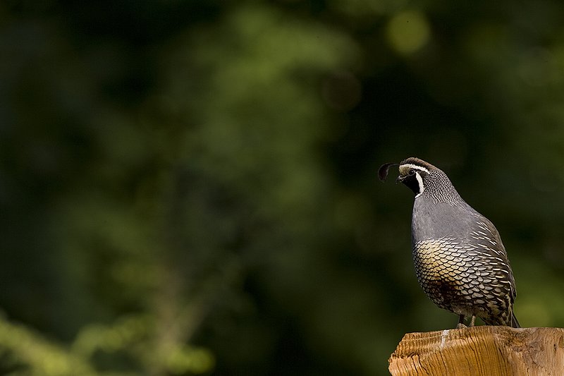 ©TC-California Quail-D00771-00009.jpg