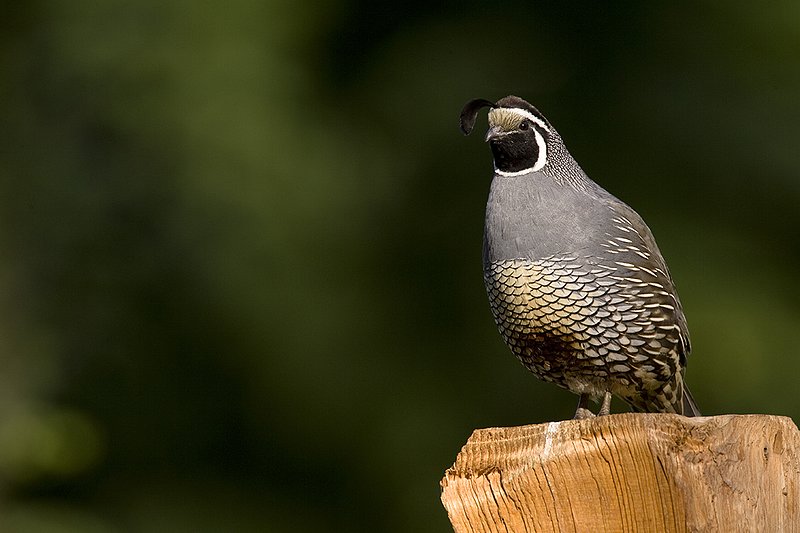 ©TC-California Quail-D00771-00012.jpg
