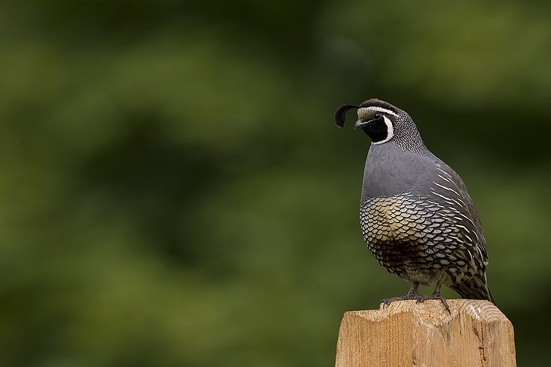 ©TC-California Quail-D00771-00024.jpg
