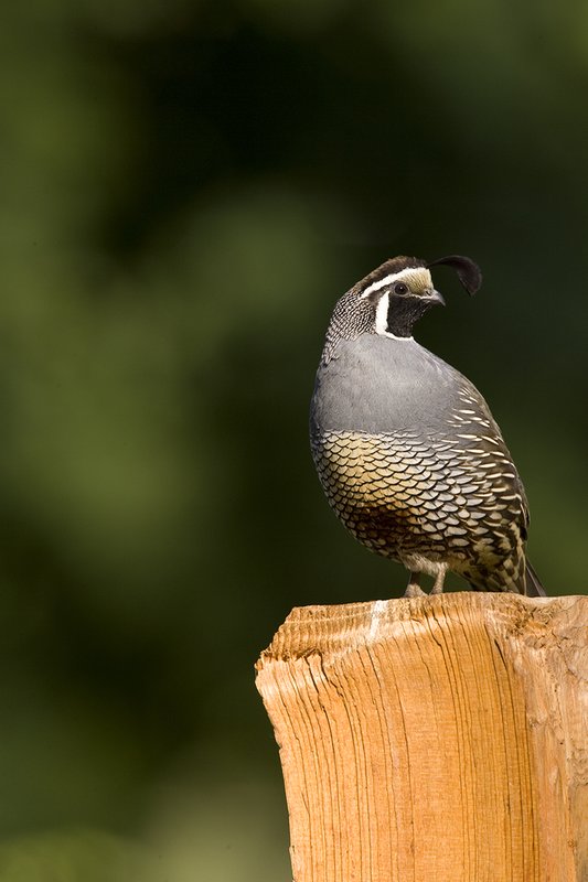 ©TC-California Quail-D00771-00029.jpg
