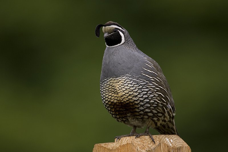 ©TC-California Quail-D00771-00030.jpg