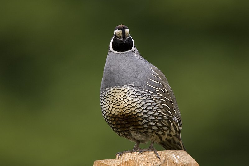 ©TC-California Quail-D00771-00031.jpg
