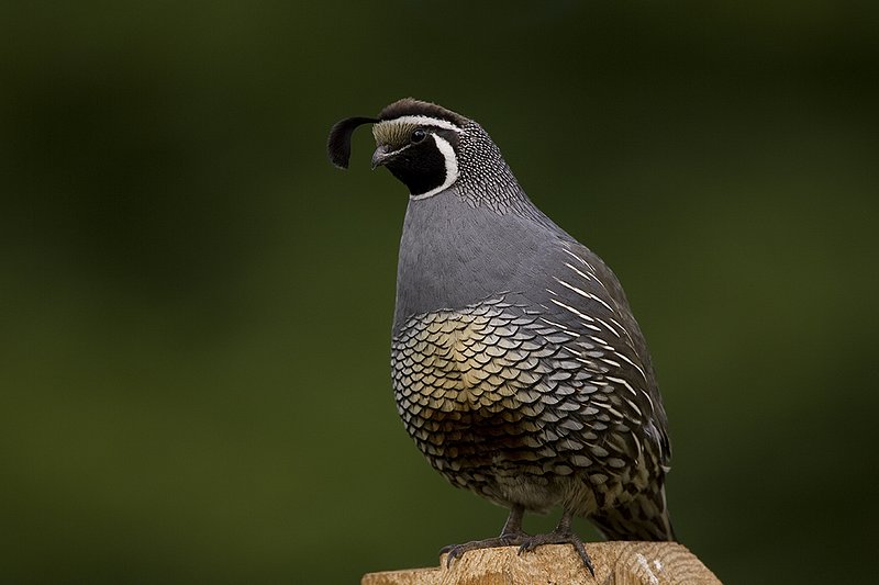 ©TC-California Quail-D00771-00036.jpg