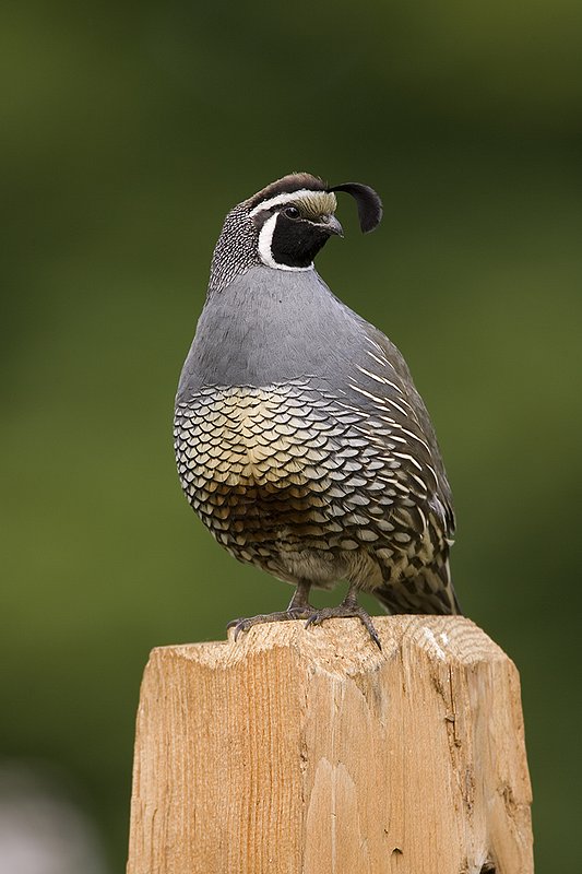 ©TC-California Quail-D00771-00039.jpg