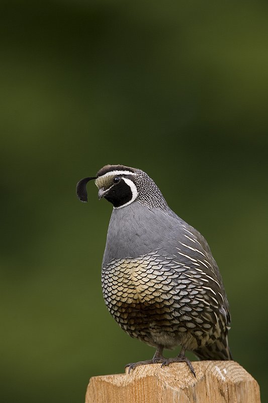 ©TC-California Quail-D00771-00045.jpg