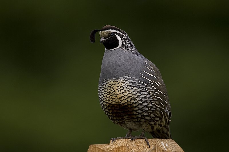 ©TC-California Quail-D00771-00051.jpg