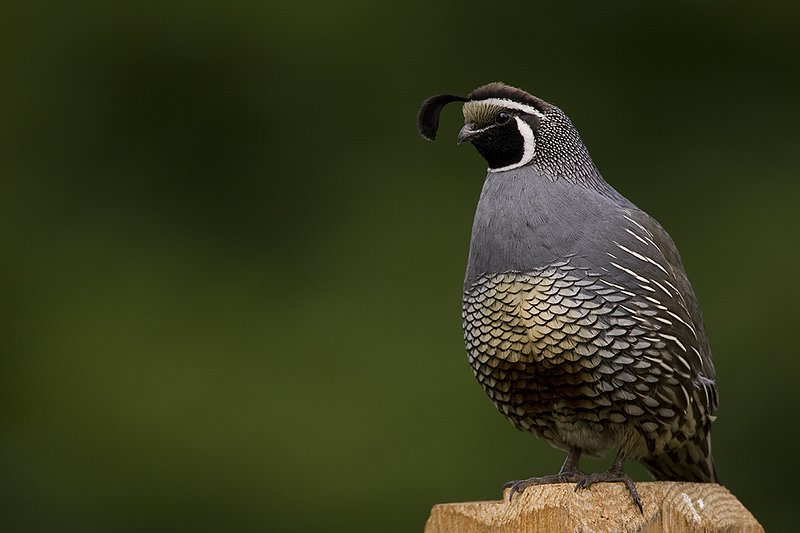©TC-California Quail-D00771-00057.jpg