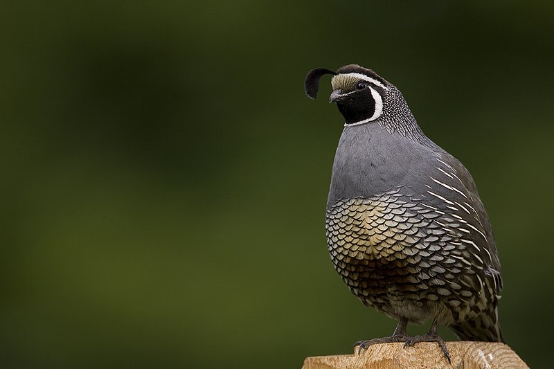 ©TC-California Quail-D00771-00063.jpg
