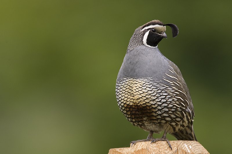 ©TC-California Quail-D00771-00066.jpg