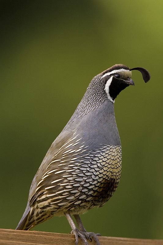 ©TC-California Quail-D00771-00468.jpg