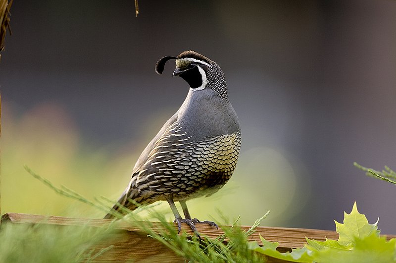 ©TC-California Quail-D00771-00477.jpg