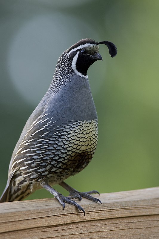 ©TC-California Quail-D00771-00483.jpg