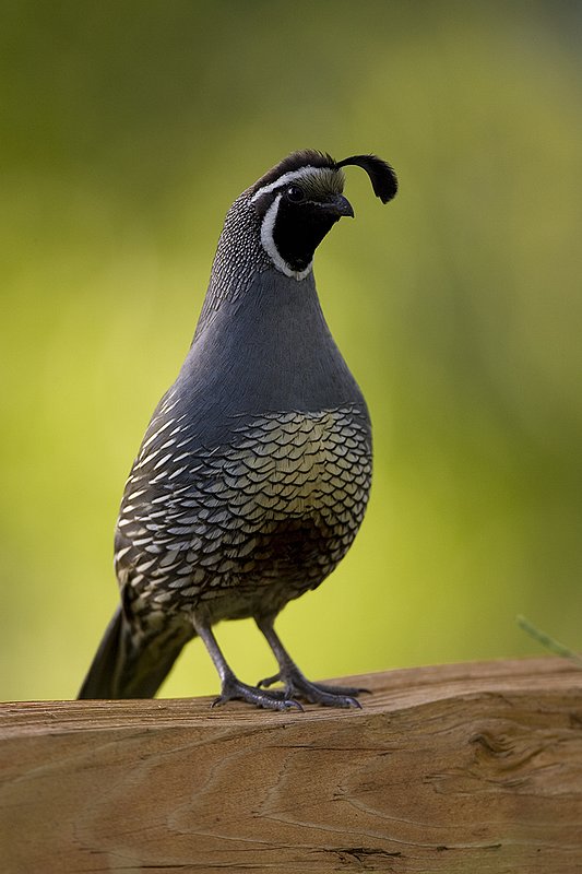 ©TC-California Quail-D00771-00489.jpg