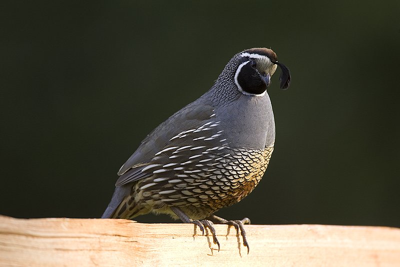 ©TC-California Quail-D00771-00785.jpg
