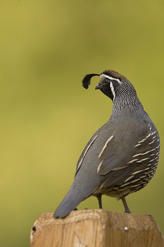 ©TC-California Quail-D00771-00810.jpg