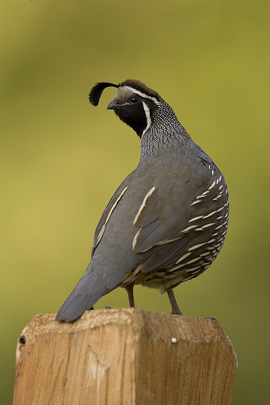 ©TC-California Quail-D00771-00813.jpg