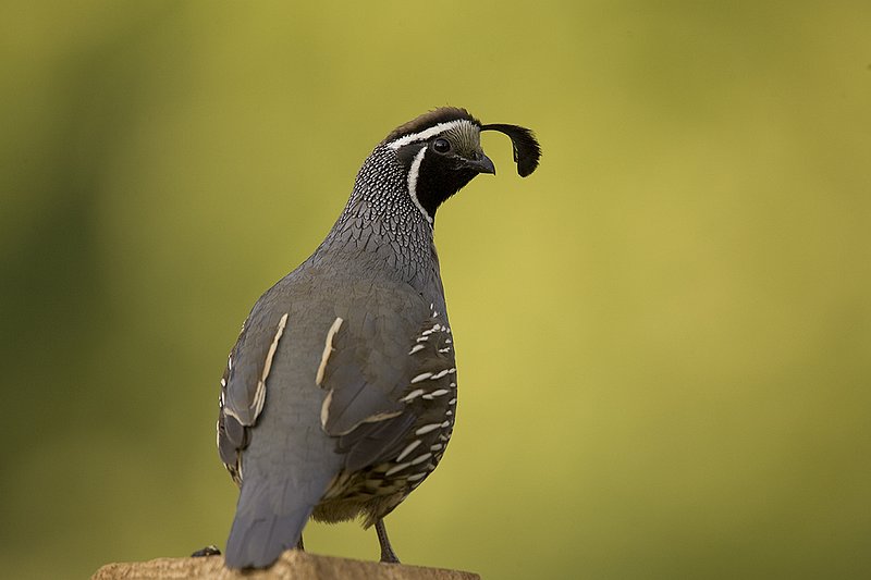 ©TC-California Quail-D00771-00824.jpg