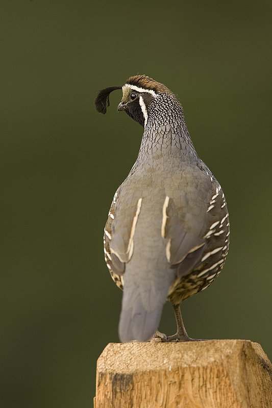 ©TC-California Quail-D00771-00825.jpg