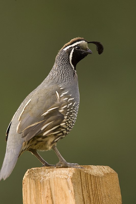 ©TC-California Quail-D00771-00834.jpg