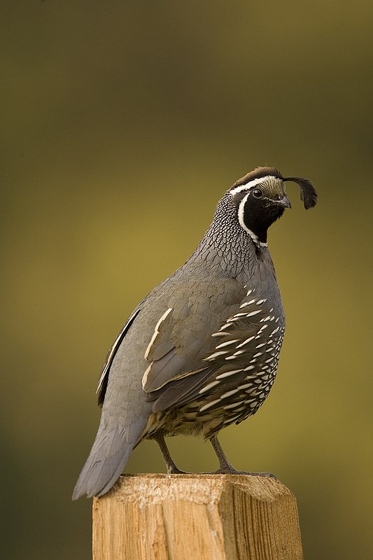 ©TC-California Quail-D00771-00849.jpg