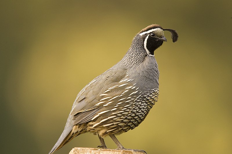 ©TC-California Quail-D00771-00865.jpg