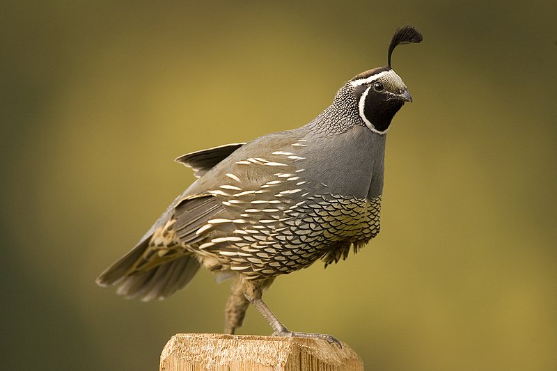 ©TC-California Quail-D00771-00867.jpg