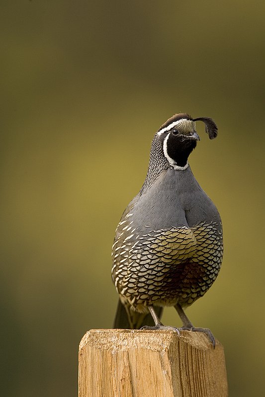©TC-California Quail-D00771-00873.jpg