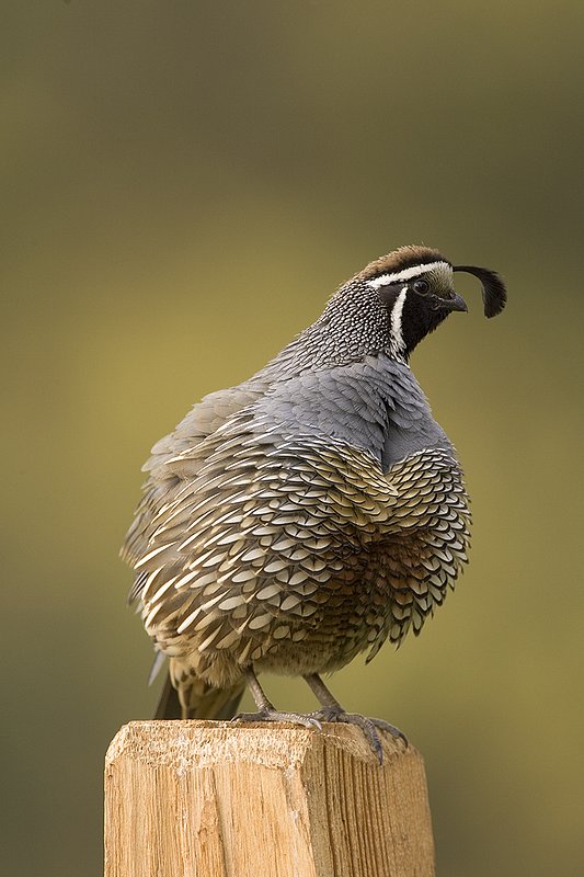 ©TC-California Quail-D00771-00875.jpg