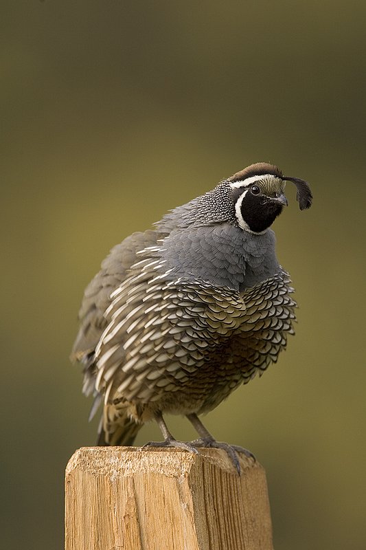 ©TC-California Quail-D00771-00876.jpg