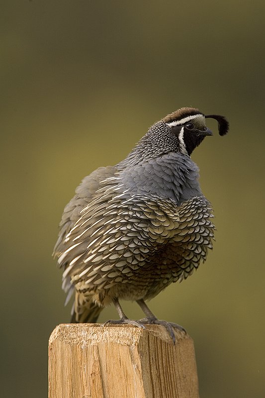 ©TC-California Quail-D00771-00877.jpg