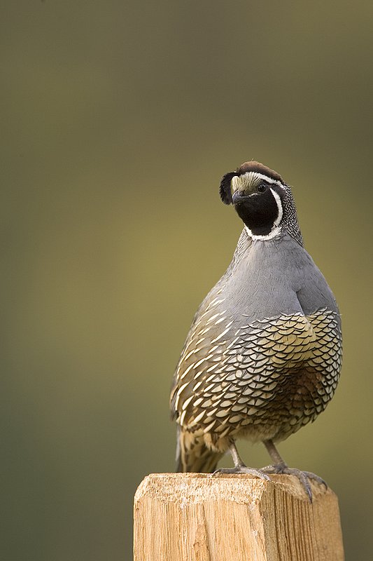 ©TC-California Quail-D00771-00891.jpg
