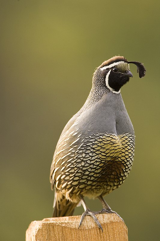 ©TC-California Quail-D00771-00897.jpg