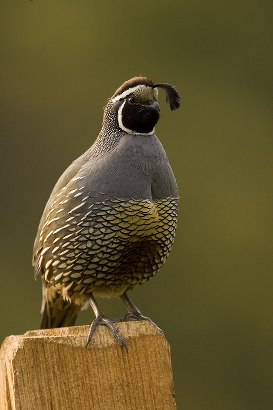 ©TC-California Quail-D00771-00906.jpg