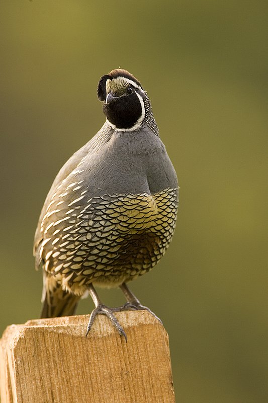 ©TC-California Quail-D00771-00907.jpg